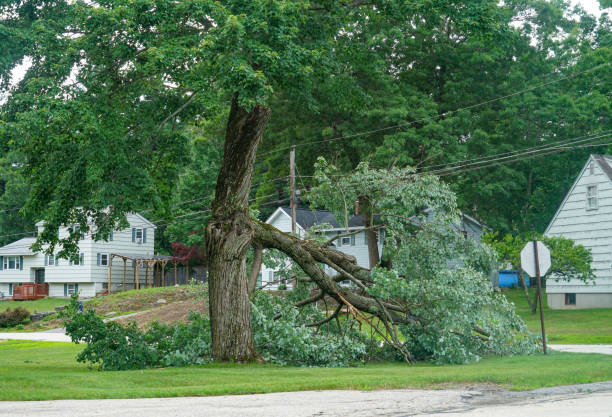 Best Arborist Consultation Services  in Winter Haven, FL